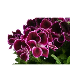 Edelpelargonie, Verschiedene Farben -Gardena Store 8594541 WE DE 001 EdelpelargonieBuschT23