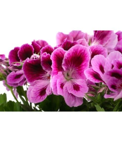 Edelpelargonie, Verschiedene Farben -Gardena Store 8594541 WE DE 002 EdelpelargonieBuschT23