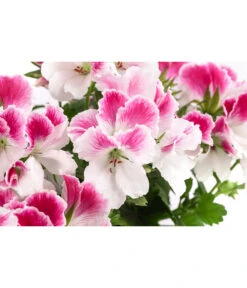 Edelpelargonie, Verschiedene Farben -Gardena Store 8594541 WE DE 003 EdelpelargonieBuschT23