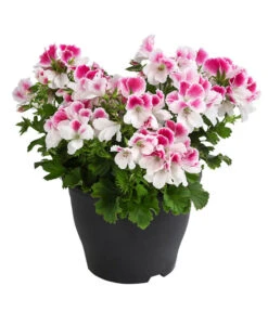 Edelpelargonie, Verschiedene Farben -Gardena Store 8594541 WE FS 003 EdelpelargonieBuschT23