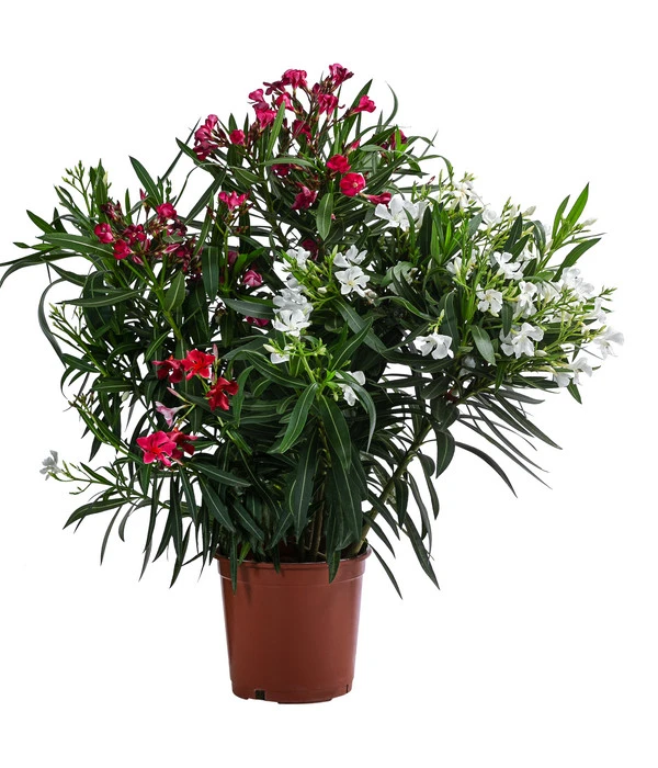 Oleander-Duo 1 Oleander-Duo