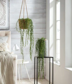 Dehner Keramik-Vase Toni, Rund, Grau -Gardena Store 8598096 WE MO 001 HoyaLinearisT12