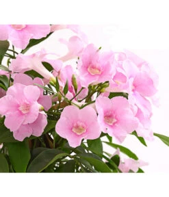 Laubenwein -Gardena Store 8600397 WE DE 002 PandoreaJasminoidesPyramideT19DehnerExpressHerzig