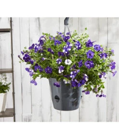 Hängepetunie 'Night Sky' -Gardena Store 8604878 8816506 PR MO 003 HaengePetunienightskyBL18Sauer