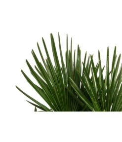 Hanfpalme, Multistamm -Gardena Store 8607855 WE DE 001 HanfpalmeTrachycarpusFortuneiT36