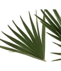 Zwergpalme 'Vulcano' 5 Zwergpalme 'Vulcano' -Gardena Store 8607905 WE DE 002 ChamaeropsVulcanoT18