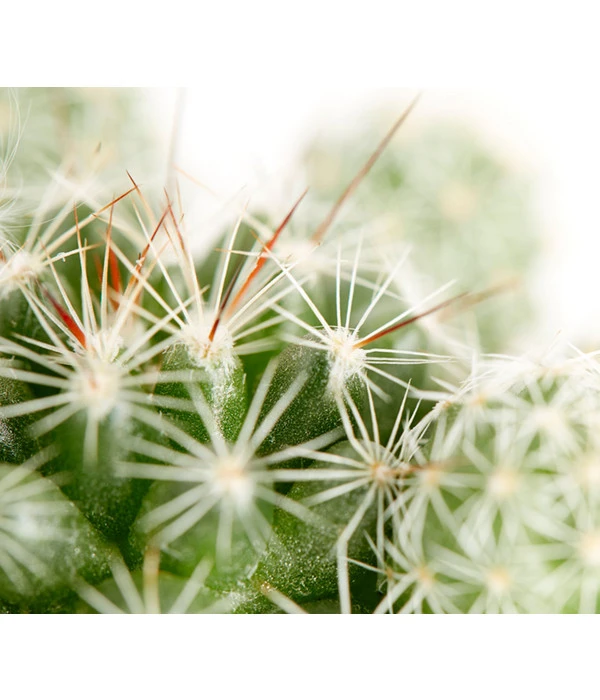Warzenkaktus - Mammillaria Gracilis 2 Warzenkaktus - Mammillaria Gracilis – Bild 2