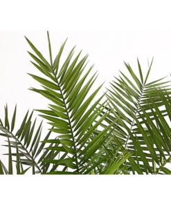 XXL Kanarische Dattelpalme, Ca. 140-160 Cm -Gardena Store 8608721 PR DE 001 PhoenixCanariensisT28DehnerExpressHerzig