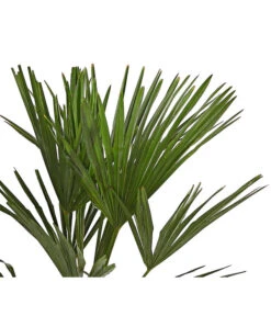 Hanfpalme 7 Hanfpalme -Gardena Store 8609059 WE DE 001 TrachycarpusFortuneiOWT20DehnerExpressHerzig