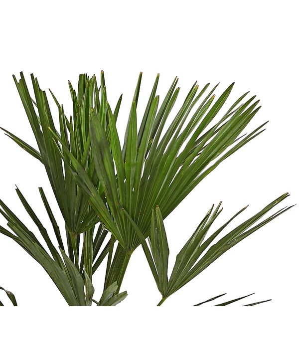Hanfpalme 4 Hanfpalme – Bild 4
