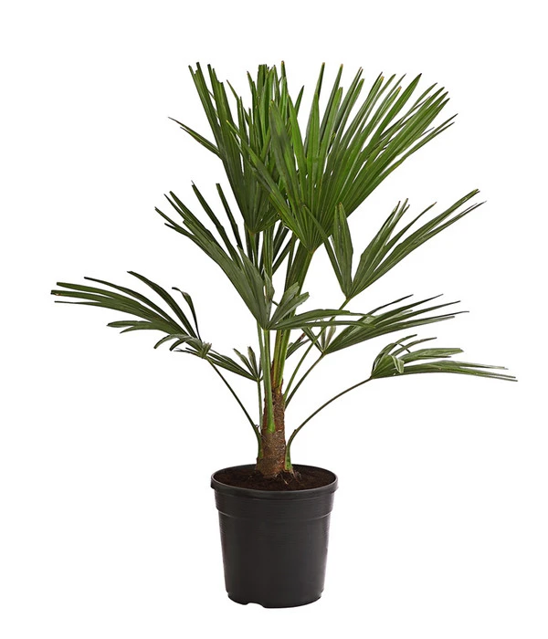 Hanfpalme 1 Hanfpalme