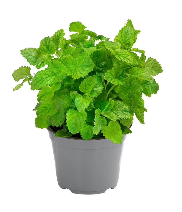 Dehner Gourmet Garten Zitronenmelisse 1 Dehner Gourmet Garten Zitronenmelisse