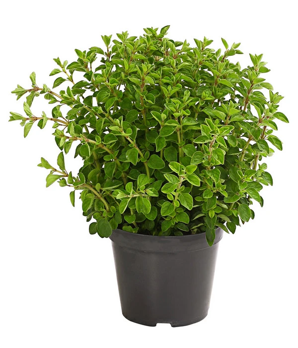 Bio Oregano 1 Bio Oregano