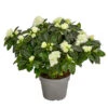 Zimmerazalee - Rhododendron Simsii 'Aiko White'