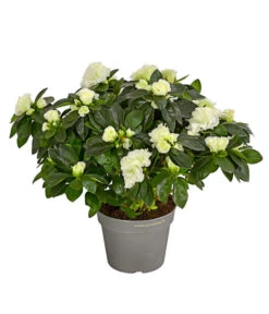 Zimmerazalee - Rhododendron Simsii 'Aiko White'