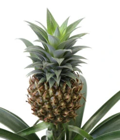Ananaspflanze - Ananas Comosus, In Keramik -Gardena Store 8627978 WE DE 001 AnanaspflanzeInKeramik