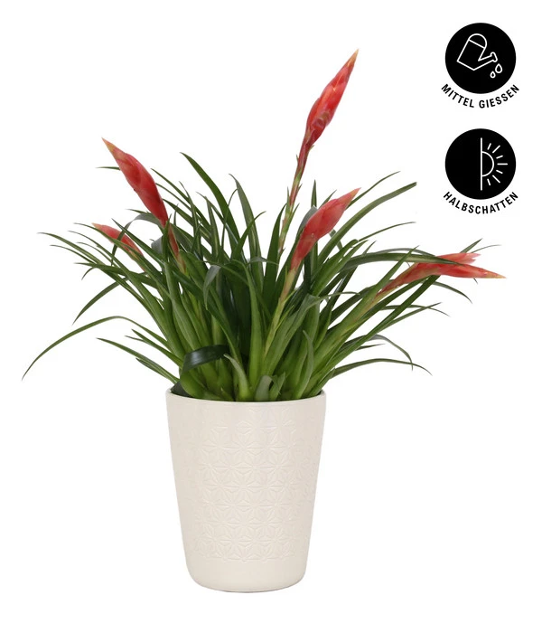 Flammendes Schwert - Vriesea Multiflora 'Astrid', In Keramik 1 Flammendes Schwert - Vriesea Multiflora 'Astrid', In Keramik