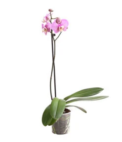 Schmetterlingsorchidee - Phalaenopsis Cultivars, Verschiedene Sorten -Gardena Store 8649964 WE FS 001 SchmetterlingsorchideePhalaenopsis1TrieberT12DehnerExpressHerzig
