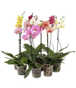 Schmetterlingsorchidee - Phalaenopsis Cultivars, Verschiedene Sorten