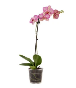 Schmetterlingsorchidee - Phalaenopsis Cultivars, Verschiedene Sorten -Gardena Store 8649964 WE FS 002 SchmetterlingsorchideePhalaenopsisMix