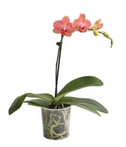 Schmetterlingsorchidee - Phalaenopsis Cultivars, Verschiedene Sorten -Gardena Store 8649964 WE FS 003 SchmetterlingsorchideePhalaenopsis1TrieberT12DehnerExpressHerzig