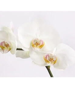 Schmetterlingsorchidee - Phalaenopsis Cultivars, Verschiedene Sorten -Gardena Store 8649964 we DE 004 SchmetterlingsorchideePhalaenopsis1TrieberT12DehnerExpressHerzig