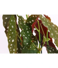 Polka-Dot Begonie - Begonia Maculata -Gardena Store 8651291 PR DE 001 BegonieMaculataT12DehnerExpressHerzig