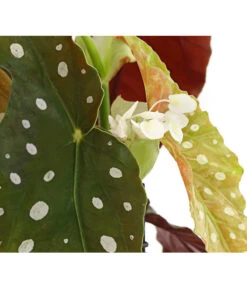 Polka-Dot Begonie - Begonia Maculata -Gardena Store 8651291 PR DE 002 BegonieMaculataT12DehnerExpressHerzig