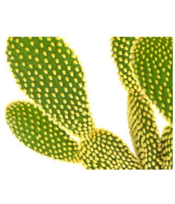 Feigenkaktus - Opuntia Microdasys 'Yellow' -Gardena Store 8668378 PR DE 001 OpuntiaMicrodasysYellowT15DehnerExpressHerzig