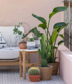 Dehner Seegras-Korb Igmar, Konisch 11 Dehner Seegras-Korb Igmar, Konisch -Gardena Store 8673246 WE MO 001 KaktusWolfsmilchEuphorbiaIngens