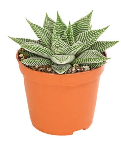 Haworthie - Haworthia 'Spider White'