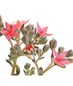 Graptopetalum - Graptopetalum Tacitus -Gardena Store 8707861 WE DE 001 GraptopetalumTacitusT11BlueteDehnerExpressHerzig