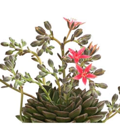 Graptopetalum - Graptopetalum Tacitus -Gardena Store 8707861 WE DE 001 GraptopetalumTacitusT11DehnerExpressHerzig