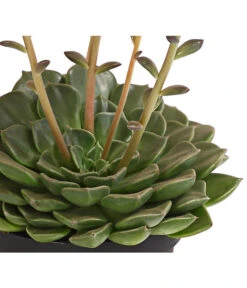 Graptopetalum - Graptopetalum Tacitus -Gardena Store 8707861 WE DE 002 GraptopetalumTacitusT11BlattDehnerExpressHerzig