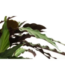 Korbmarante - Calathea Cultivars, Verschiedene Sorten -Gardena Store 8712242 PR DE 002 CalatheaMixT21DehnerExpressHerzig