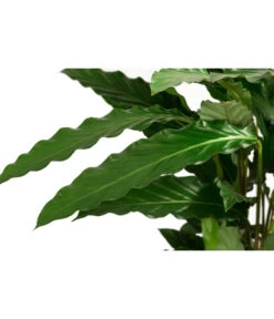 Korbmarante - Calathea Cultivars, Verschiedene Sorten -Gardena Store 8712242 PR DE 003 CalatheaMixT21DehnerExpressHerzig