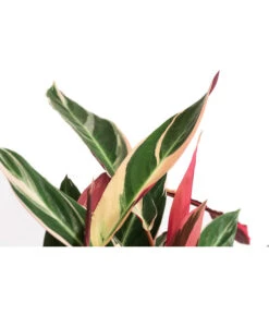 Korbmarante - Calathea Cultivars, Verschiedene Sorten -Gardena Store 8712242 PR DE 004 CalatheaMixT21DehnerExpressHerzig