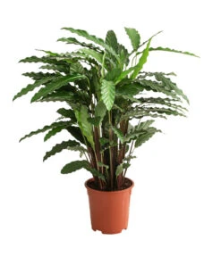 Korbmarante - Calathea Cultivars, Verschiedene Sorten -Gardena Store 8712242 PR FS 003 CalatheaMixT21DehnerExpressHerzig