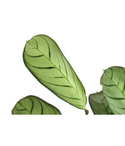 Korbmarante - Ctenanthe Burle-marxii -Gardena Store 8720930 PR DE 001 CtenantheAmagrisT12 DehnerExpressHerzig