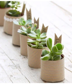 Mini Sukkulenten, Verschiedene Sorten -Gardena Store 8722514 PR MO 006 Sukkulenten