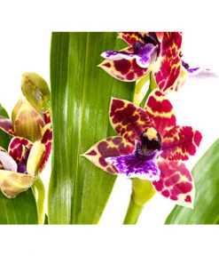 Zygopetalum - Zygopetalum Cultivars -Gardena Store 8722761 PR DE 001 Zygopetalum2TrieberDehnerExpressHerzig