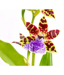 Zygopetalum - Zygopetalum Cultivars -Gardena Store 8722761 PR DE 001 ZygopetalumCultivars2TrieberT12DehnerExpressHerzig