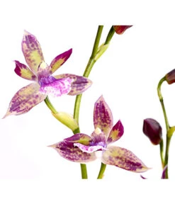 Zygopetalum - Zygopetalum Cultivars -Gardena Store 8722761 PR DE 002 Zygopetalum2TrieberDehnerExpressHerzig