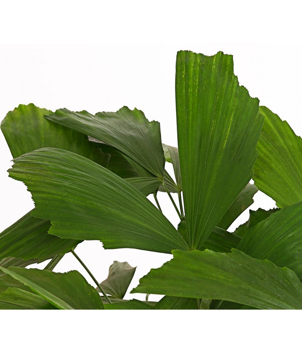 Fischschwanzpalme - Caryota Mitis 2 Fischschwanzpalme - Caryota Mitis – Bild 2