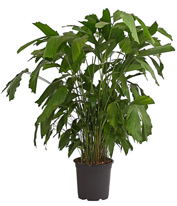 Fischschwanzpalme - Caryota Mitis 1 Fischschwanzpalme - Caryota Mitis