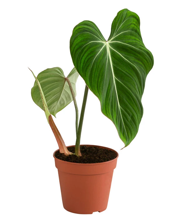Baumfreund - Philodendron Gloriosum 1 Baumfreund - Philodendron Gloriosum