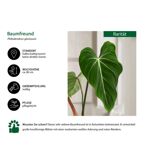 Baumfreund - Philodendron Gloriosum 2 Baumfreund - Philodendron Gloriosum – Bild 2
