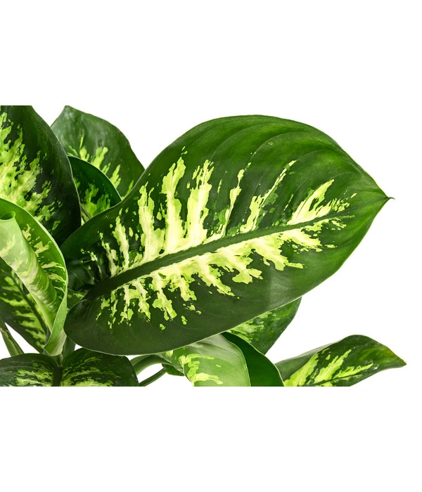 Dieffenbachie - Dieffenbachia 'Tropic Snow' 2 Dieffenbachie - Dieffenbachia 'Tropic Snow' – Bild 2