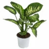 Dieffenbachie - Dieffenbachia 'Tropic Snow'