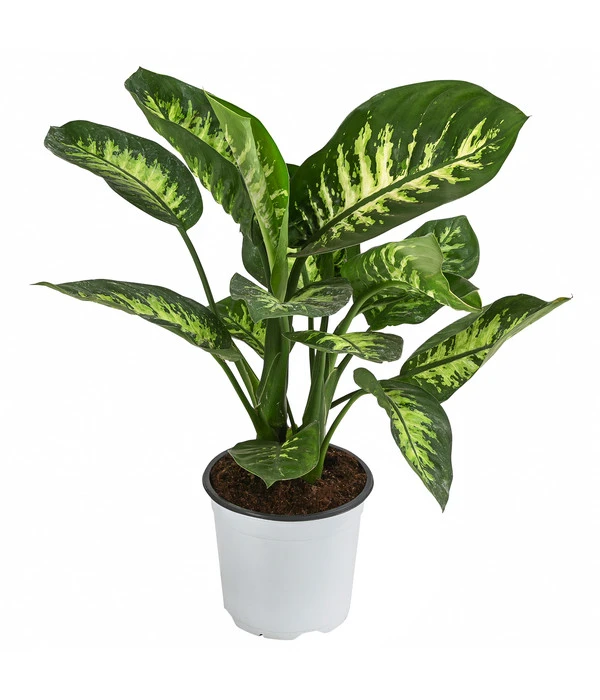 Dieffenbachie - Dieffenbachia 'Tropic Snow' 1 Dieffenbachie - Dieffenbachia 'Tropic Snow'